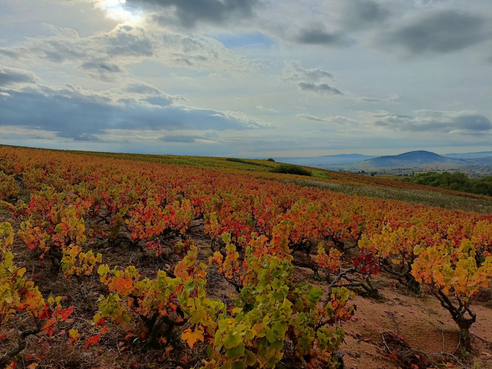 La taille en Gobelet : patrimoine du Beaujolais ou piège économique ?