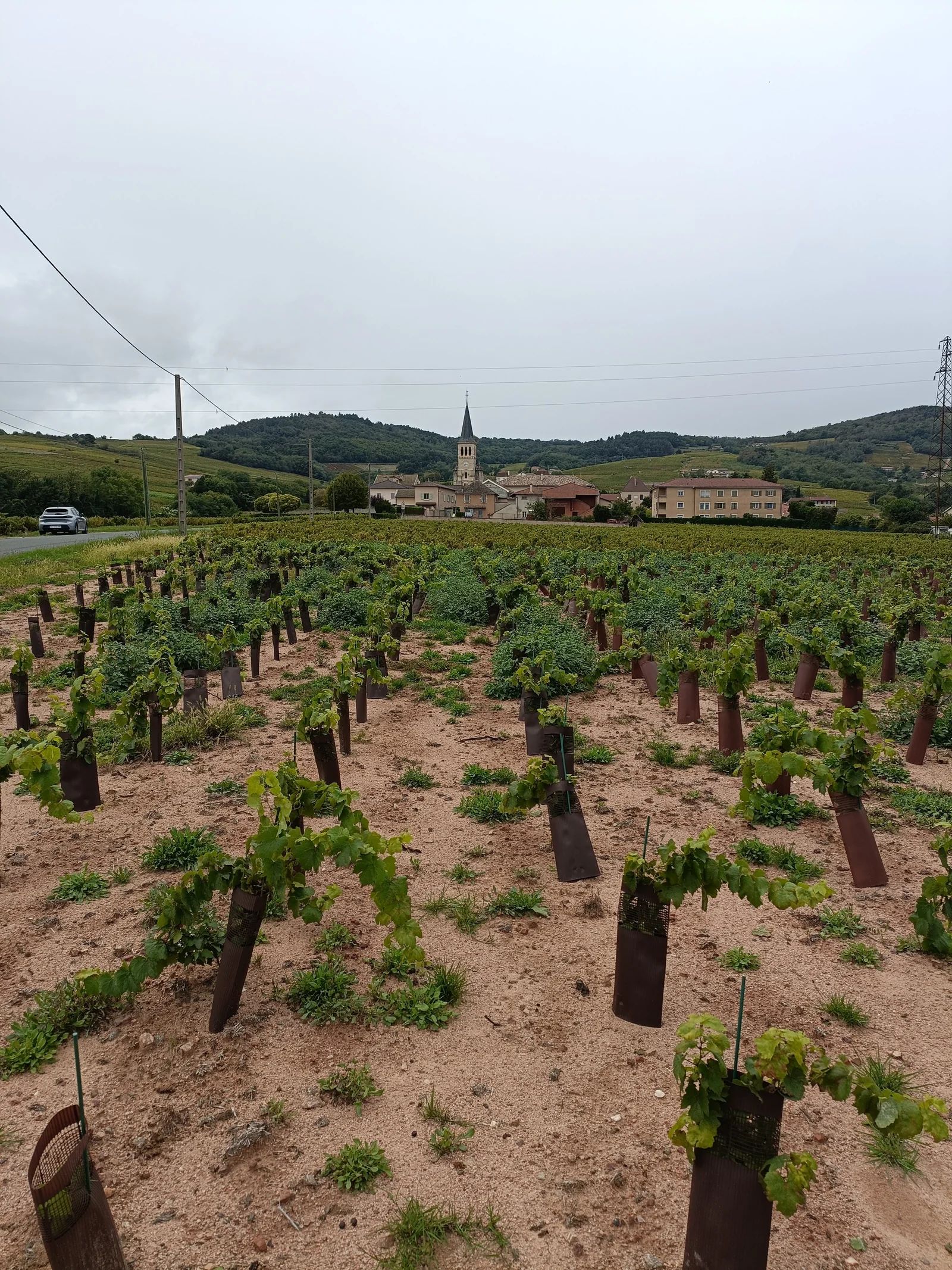 1 Tonne à l'hectare : pourquoi nous donnons de la chaux à nos vignes